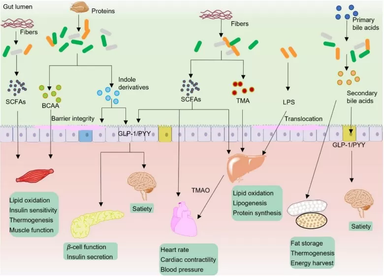 Typical gut microbiota metabolites in modulation of host metabolism